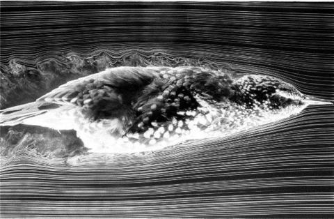Smoke visualization of a starling in flight. Image by W. J. Maybury, School of Biology, University of Leeds, Animal Flight Mechanics - taken from http://media.efluids.com/galleries/biological?medium=247