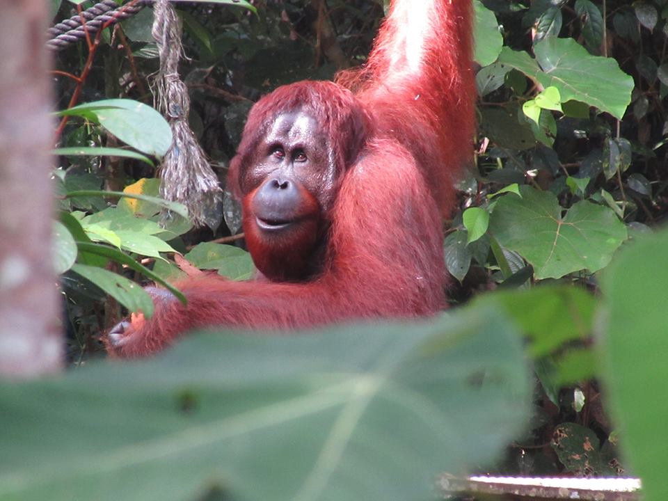 orangutan daddy